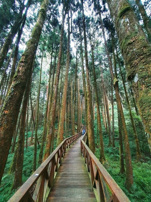 Morning Magic at Alishan Scenic Area