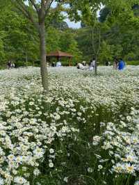 꽃길 따라 걷는 여름🌸 함안 악양생태공원 꽃축제 후기