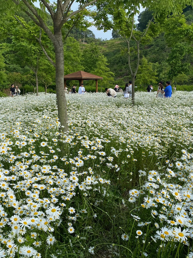 꽃길 따라 걷는 여름🌸 함안 악양생태공원 꽃축제 후기