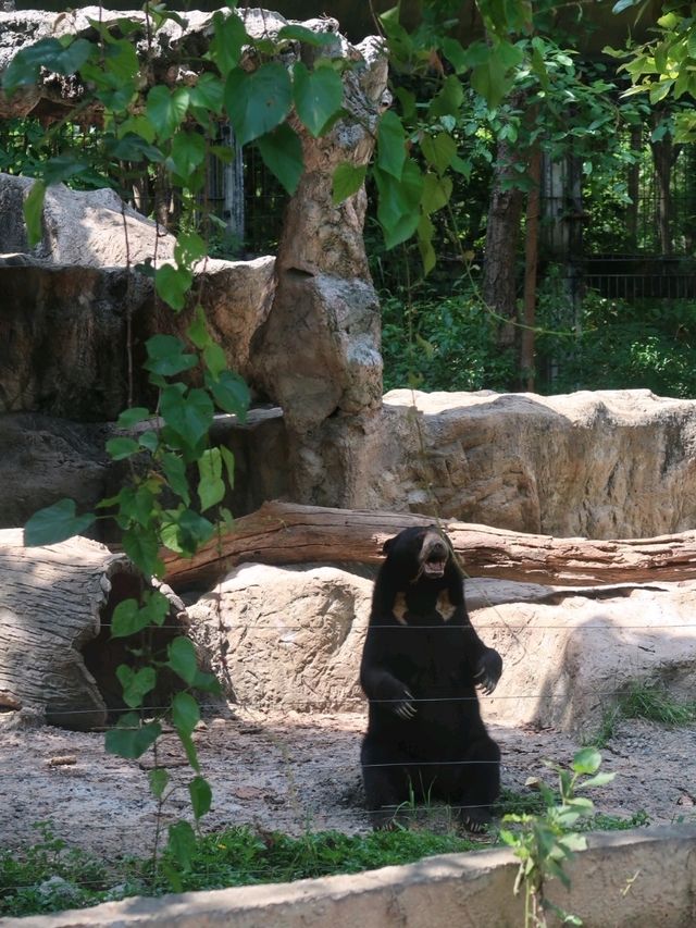 สวนสัตว์เชียงใหม่ไนท์ซาฟารี