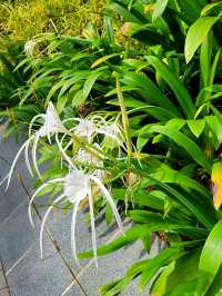 A Chill Slice of Green in the City : Telok Ayer Green