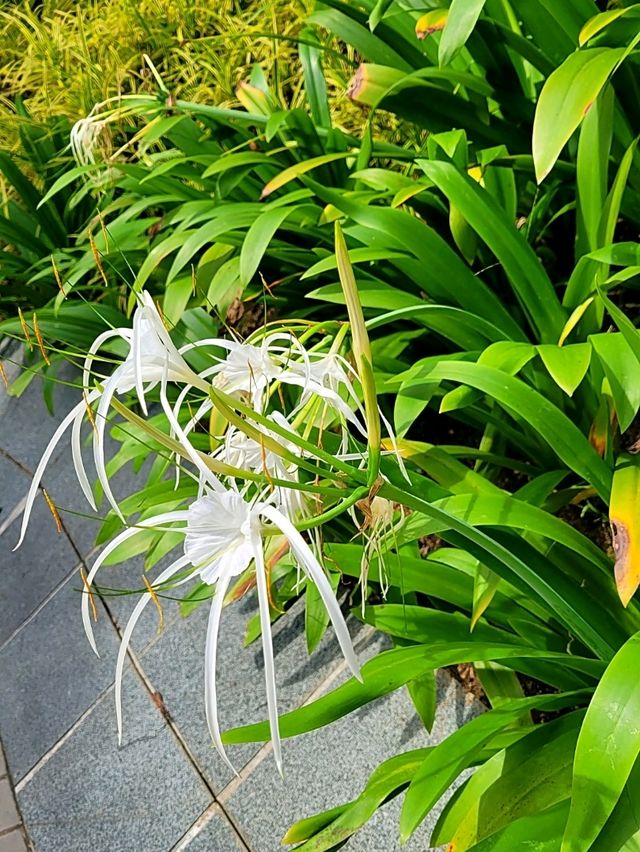 A Chill Slice of Green in the City : Telok Ayer Green