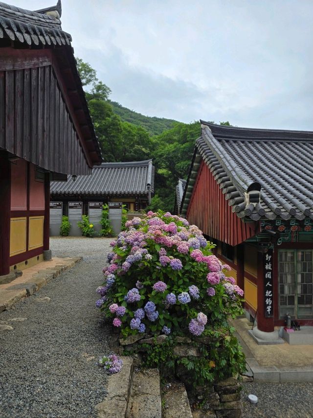 수국시즌에 꼭 가야할 남해사찰🩷