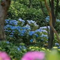 Jangsaengpo Whale Culture Village: Ulsan’s Whaling History & Coastal Charm