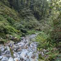 Forest Trails & Waterfall Feels