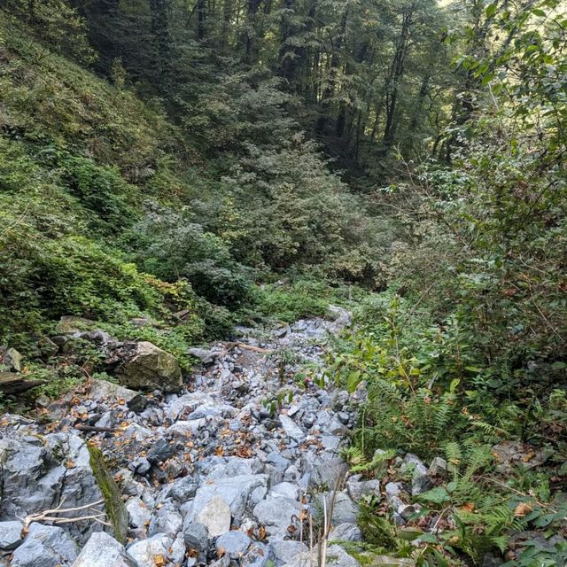 Forest Trails & Waterfall Feels