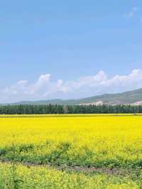Golden Surprise on the Tangbula Road