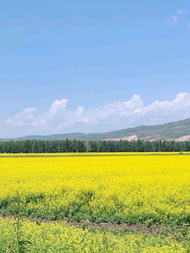 Golden Surprise on the Tangbula Road