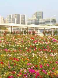 Monet Garden in the City | 20-Minute Park Effect in Central Shanghai 🌿🌸
