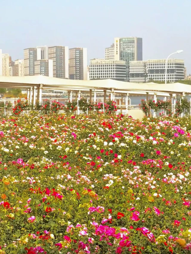 Monet Garden in the City | 20-Minute Park Effect in Central Shanghai 🌿🌸
