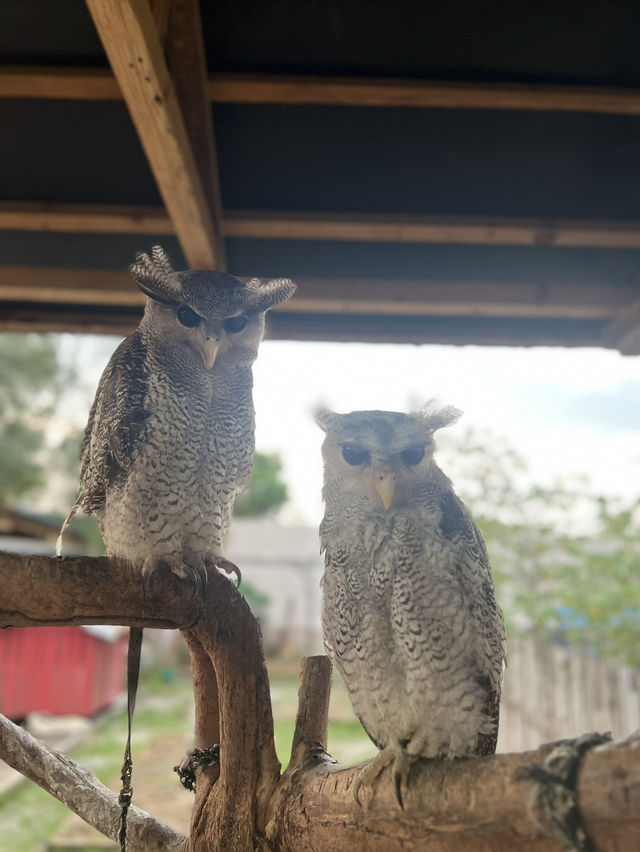 Batam Zoo -kids paradise