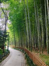 Bamboo Garden – Step into a Martial Arts Dream