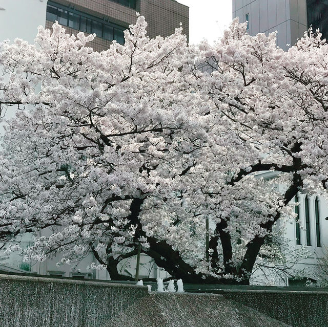 🌸春爛漫!桜と花に彩られる横浜さんぽ:海岸教会からガーデンフェスまで🌷 🌸春爛漫!桜と花に彩られる横浜さんぽ:海岸教会からガーデンフェスまで🌷