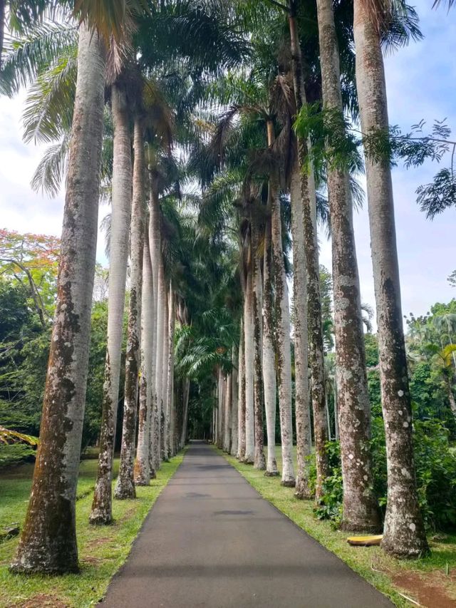 Exploring the Lush Sir Seewoosagur Ramgoolam Botanical Garden