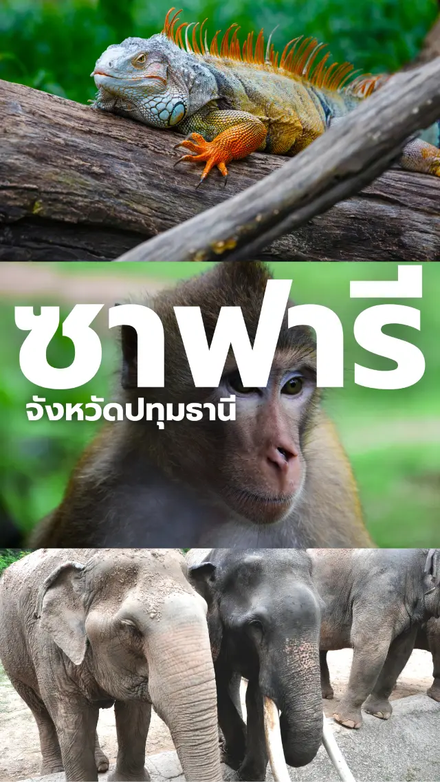 “ซาฟารีปทุมธานี – โลกแห่งการเรียนรู้ที่มีชีวิต”