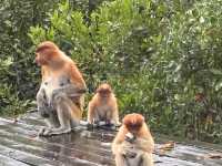 Labuk Bay Proboscis Sanctuary