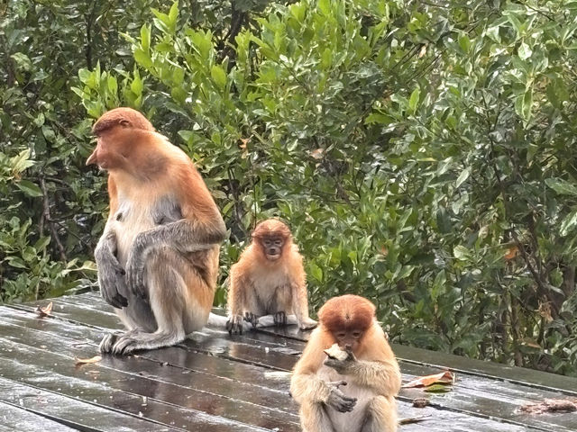 Labuk Bay Proboscis Sanctuary