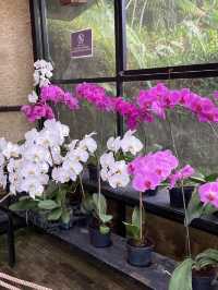 Discovering Serenity: A Journey Through Orchid Forest Cikole