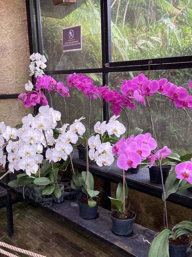 Discovering Serenity: A Journey Through Orchid Forest Cikole