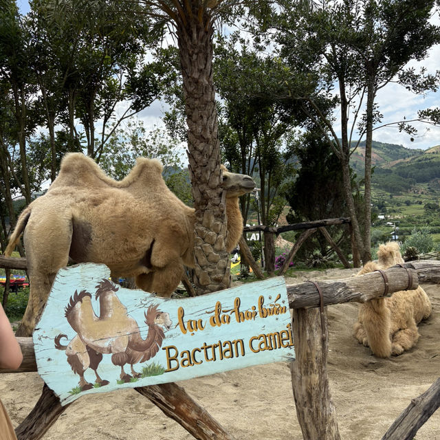 Exploring Mongo Land ĐlDa Lat – Fun, Photos, and a Touch of Mongolia