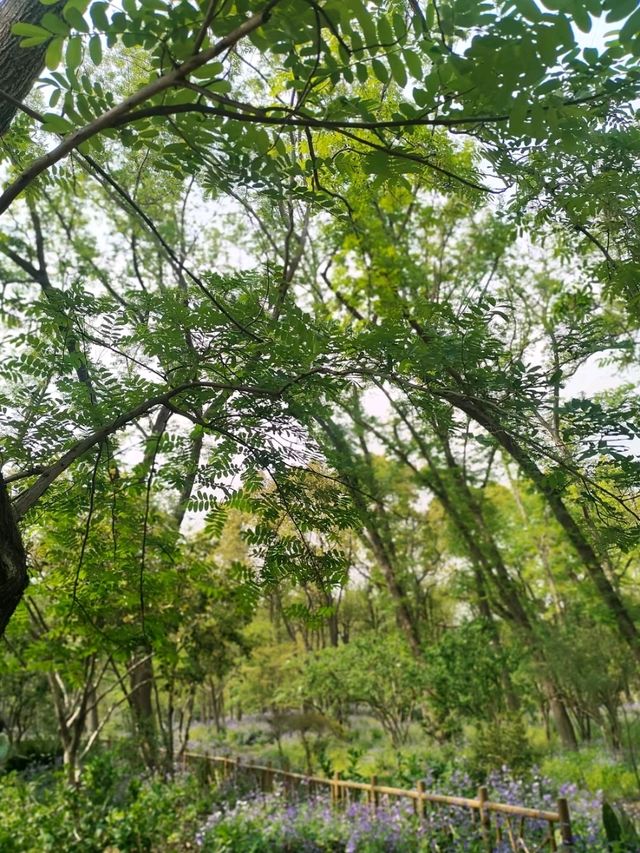 Gongqing Forest Park: Shanghai's Wild Heart Gongqing Forest Park: Shanghai's Wild Heart