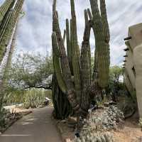 Desert Botanical Garden (AZ)