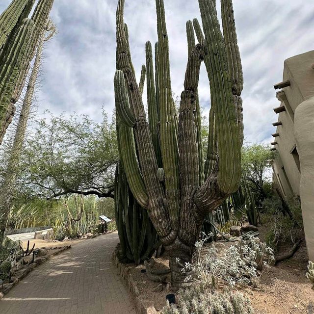 Desert Botanical Garden (AZ)