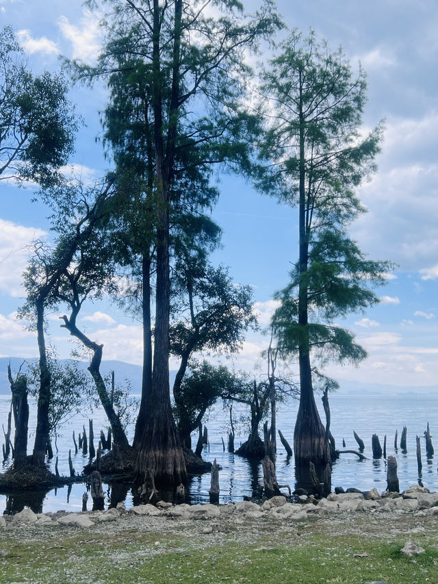 Dali's Magic: From Illuminated Nights to Tranquil Mornings at Erhai Lake( Spring Edition)