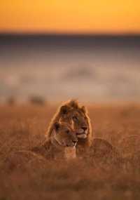 15-day luxury safari plan Zambia → Zimbabwe → Kenya → Tanzania,