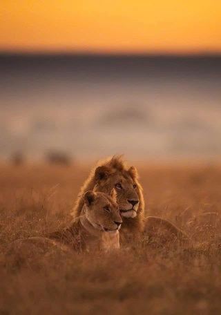 15-day luxury safari plan Zambia → Zimbabwe → Kenya → Tanzania,