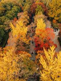 🍂 Missing autumn in Nanjing is like missing the soul of October.