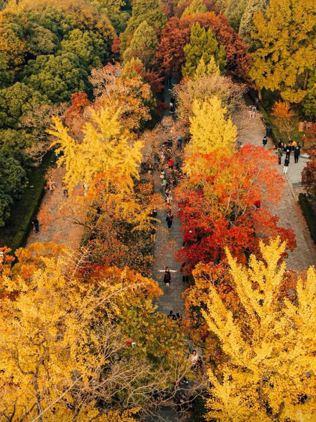 🍂 Missing autumn in Nanjing is like missing the soul of October.