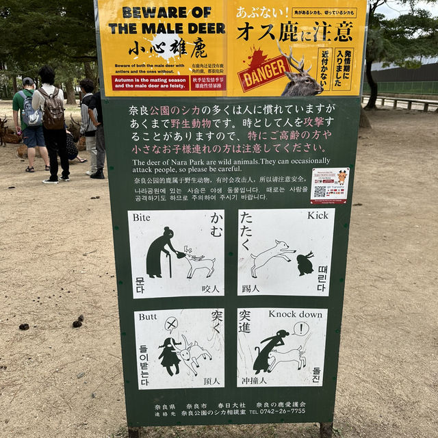 사슴과 함께하는 일본의 전통 여행, 나라 공원