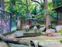 เอสเธอร์พาเที่ยวสวนสัตว์เปิดเขาเขียว