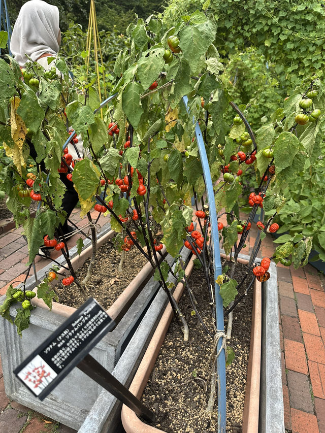 Kobe herb garden