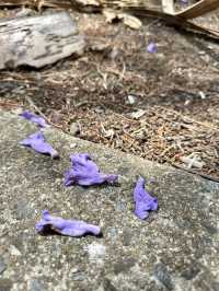 Campsie 第八巷道漫步，追尋春日藍花楹的紫色詩意