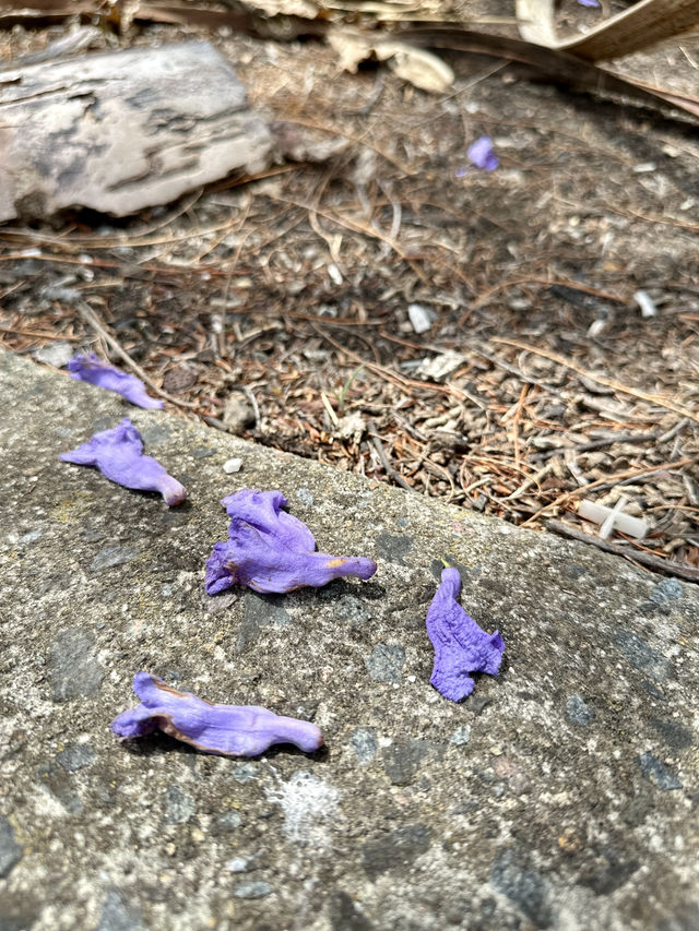 Campsie 第八巷道漫步，追尋春日藍花楹的紫色詩意