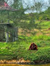 🐾 Wild Encounters in Paradise – Discover Safari Lagoi Bintan