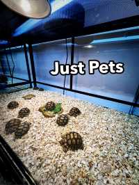 Whiskers, Scales & Tiny Wonders at Just Pets Megastore