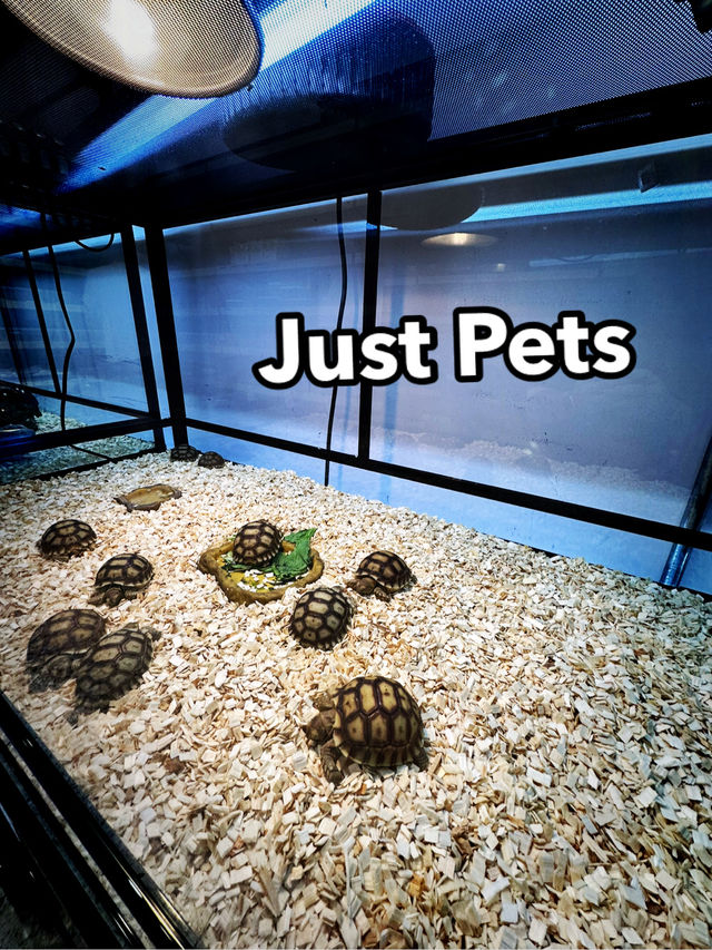 Whiskers, Scales & Tiny Wonders at Just Pets Megastore