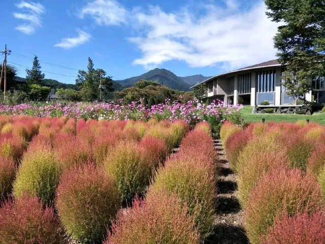 Oishi Park, Japan 🍁