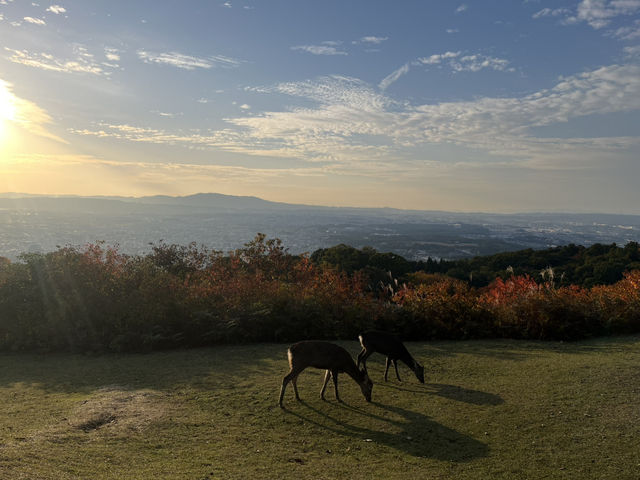 Golden Hills Nara🌅