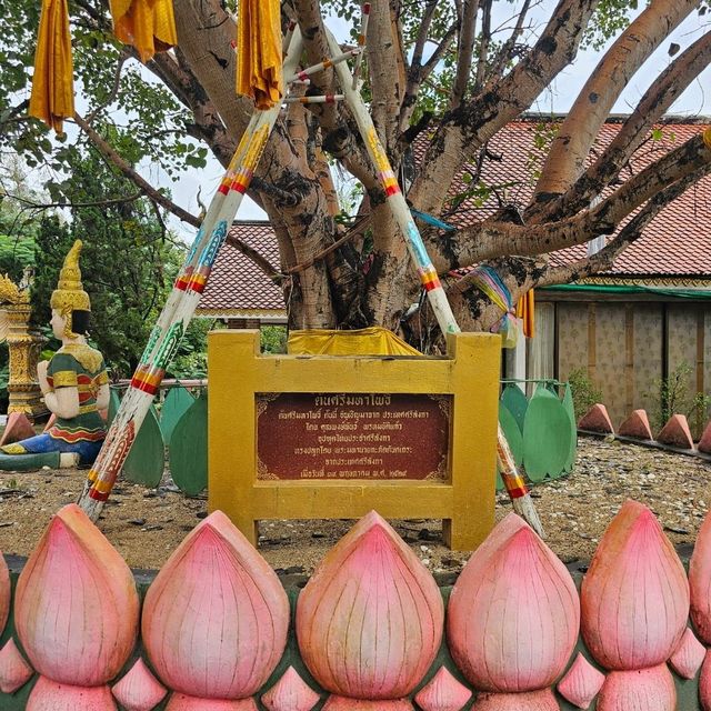 🪷ไหว้พระ วัดพระธาตุดอยสะเก็ด เชียงใหม่ 🪷 🪷ไหว้พระ วัดพระธาตุดอยสะเก็ด เชียงใหม่ 🪷