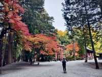 《巨杉守護的靜謐時光•北口本宮富士淺間神社》