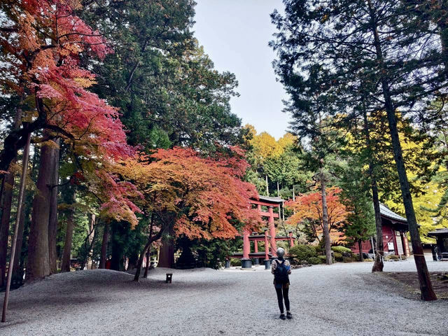 《巨杉守護的靜謐時光•北口本宮富士淺間神社》
