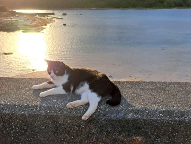 🌊 沖繩奧武島|貓咪之島 × 漁村秘境× 沖繩必吃天婦羅 🌊 沖繩奧武島|貓咪之島 × 漁村秘境× 沖繩必吃天婦羅