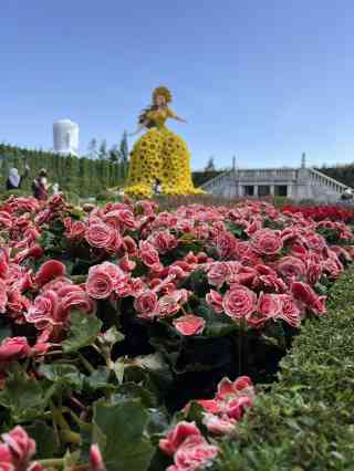 2026年 Le Jardin D'amourお花見おすすめ| Trip Moments