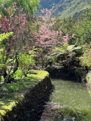 沈浸在溪頭的療癒森林浴🌲