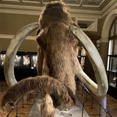 マンモス、鉱物、そして少しの魔法 – プラハ国立博物館。 | Trip.com