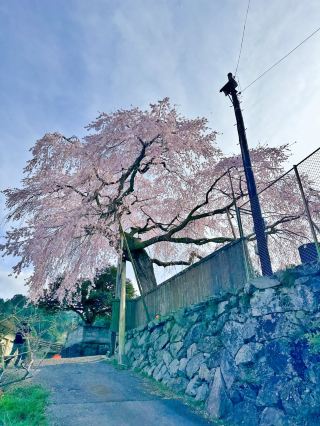 Century-Old Weeping Cherry Blossom: The Little Princess of Cherry Blossoms.